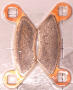 Brake pad Polaris 89-15 front ore rear
