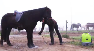 Druckreiniger Aqua2go Quad ATV UTV Motorrad Fahrrad Pferd Auto Caravan Camping